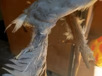 बर्गीशे क्रेयर — फ़ोटो 4