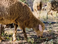 كبش, Merinoland sheep — الصورة 7