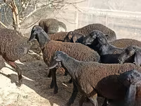 绵羊（批次，未指定性别）, Tajik sheep — 照片 3