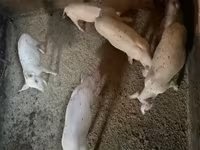 मादा सूअर, Ландрас — फ़ोटो 7