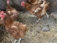Chickens — zdjęcie 1
