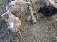 Turkeys — الصورة 1