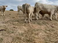Taureau, Charolais cattle — photo 2