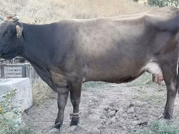 Cow, Ukrainian Brown Dairy Cattle