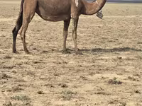 Kamele (Partie, Geschlecht nicht angegeben), Anafi camel — Foto 2