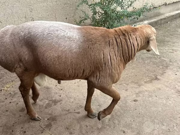 公羊, Sheep