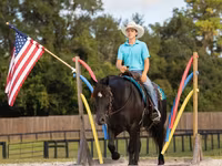 فرس, Percheron — الصورة 2
