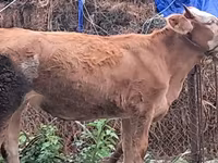 Taureau, Simmental cattle — photo 3