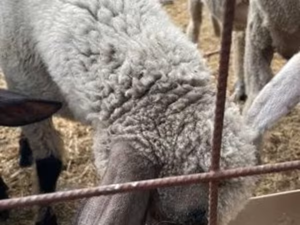 Bélier, Tsigai sheep