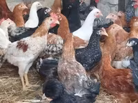 Chickens — photo 1