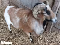 Ziegenbock, Ziegen — Foto 4