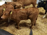 Taureau, Simmental cattle — photo 5