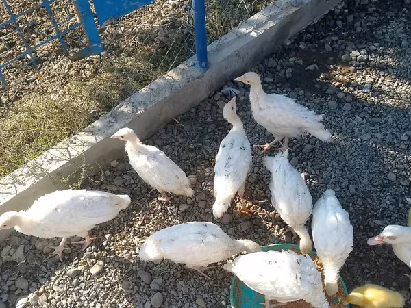 Ducks