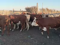 公牛, Simmental cattle — 照片 2