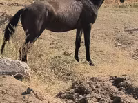 Jument, Chevaux — photo 2