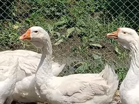 Geese — फ़ोटो 4