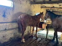 Kůň, Horse breed — foto 5
