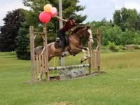حصان, Pinto horses — الصورة 1