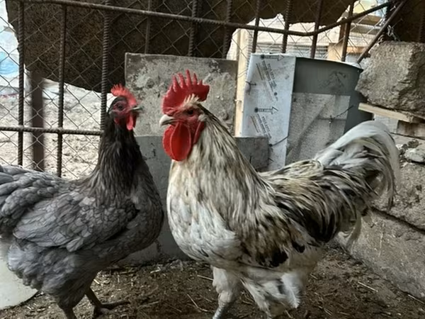 Australorp