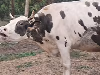 गाय, Russian Black pied cattle — फ़ोटो 5