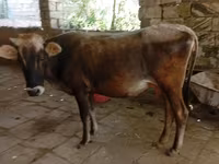 Vache, Zébu azerbaïdjanais — photo 1