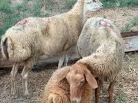 母羊, Apsheron sheep — 照片 4
