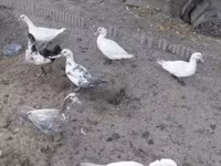 Ducks — photo 2