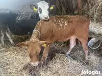 母牛, Limousin cow — 照片 1