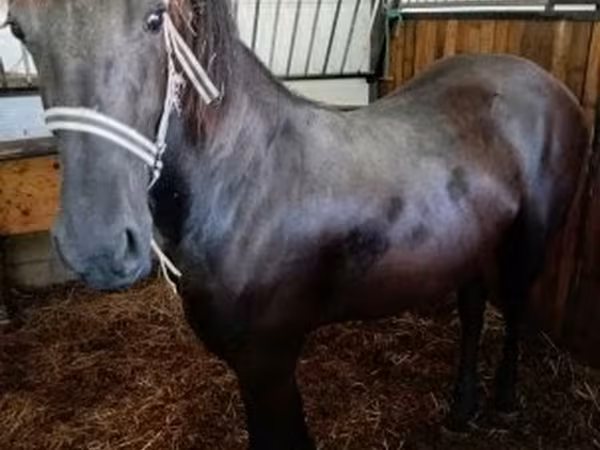 Klisna, Friesian