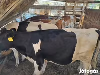 सांड, गोलस्टीन नस्ल — फ़ोटो 5