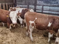 Byk, Simmental cattle — zdjęcie 2