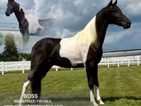 公马, Tennessee Walking Horse — 照片 1