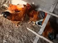 Yeni Hemşir Qırmızı — foto 3