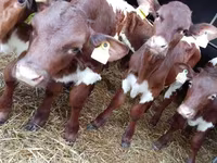 Skot (série, pohlaví neuvedeno), Simmental cattle — foto 4