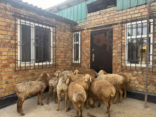 كبش, Rhon sheep