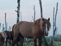 公马, Kushum Horse — 照片 1