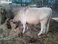 सांड, Charolais cattle — फ़ोटो 2