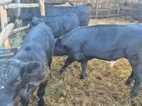 Krowa, Aberdeńsko-anguska — zdjęcie 5