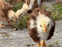 Rhode Island Red — foto 4
