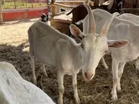 Bode, Saanen goat — foto 1