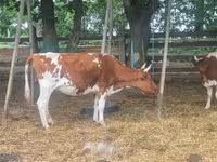 Vache, Ayrshire — photo 1