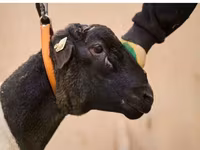 Beran, Dorper sheep — foto 2