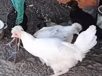 कोसोवो लॉन्गक्राउर — फ़ोटो 3