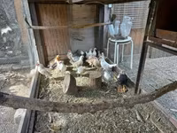 Holandský bantam — foto 7