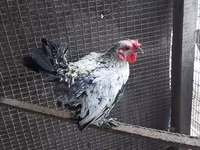 Chickens — Foto 5