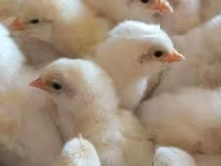 Chickens — الصورة 3