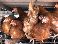 Chickens — फ़ोटो 8