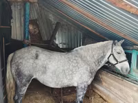 घोड़ी, Ukrainian Riding Horse — फ़ोटो 1