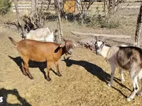 母山羊, Boer goat — 照片 3