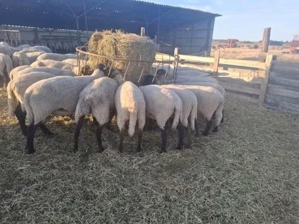 Brebis, Moutons